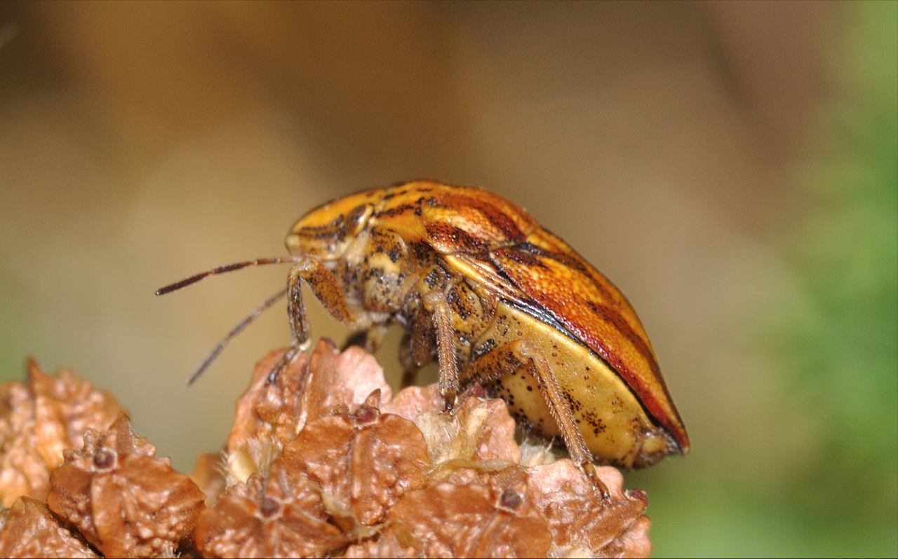 Scutelleridae: Odontotarsus purpureolineatus di Mentana